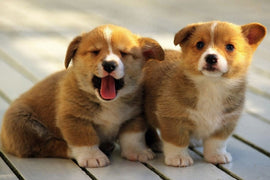 Corgi Puppies Fabric Poster